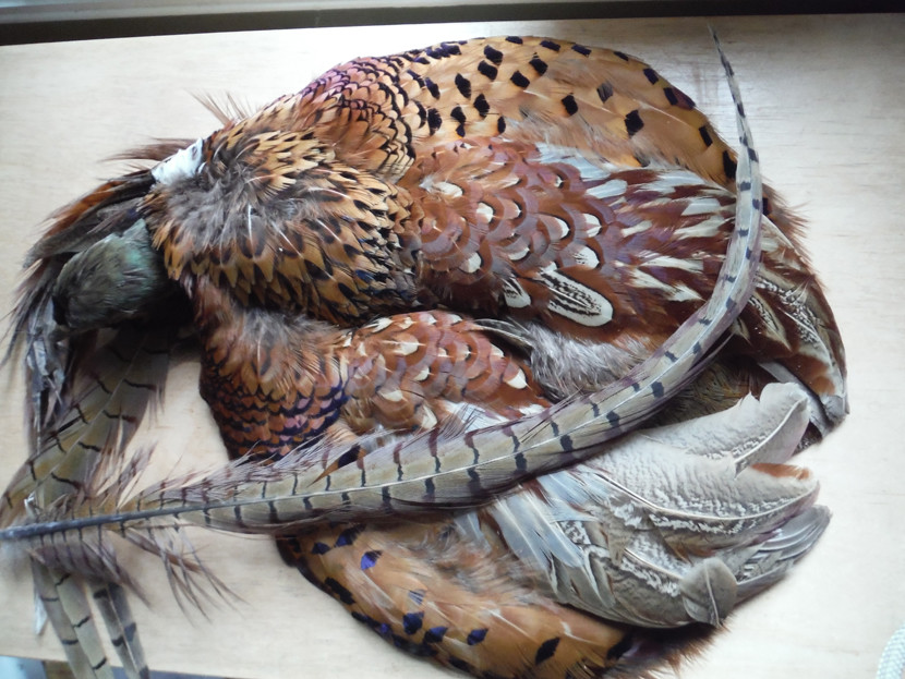 Common pheasant